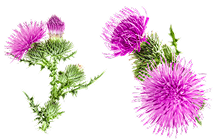 Milk Thistle